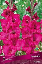Гладиолус Натан 10/12 10шт