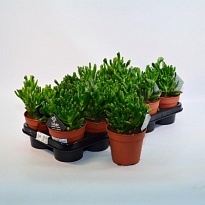 Крассула Хоббит d12 h20 6шт