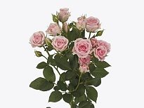 Роза кустовая Severina дл.50 10шт