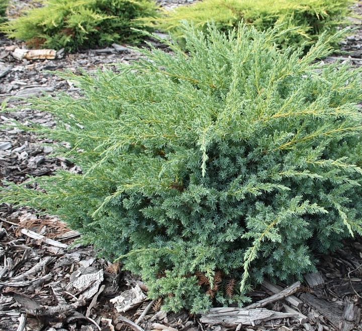 Можжевельник (Juniperus) чешуйчатый Блю Сведе d17 h35 6шт