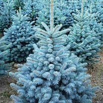 Ель (Picea) колючая Супер Блю Сидлинг d9 h20-30 18шт