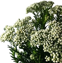 Озотамнус белый/розовый (К) дл.70 1уп