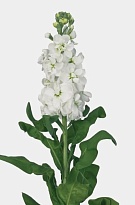 Маттиола White 10шт