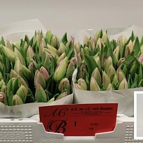 Тюльпан Alibi 50шт