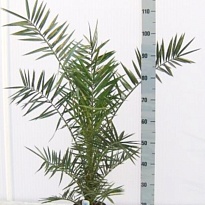 Финик Канарский d18 h110 1шт