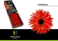 Гербера Hypnotica 25шт