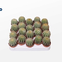 Кактус Нотокактус Вараси d5 h12 20шт