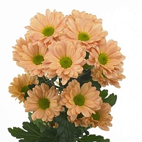 Хризантема сантини Rossi Smokey 25шт