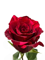 Роза Axel Red Panther дл.60 25шт