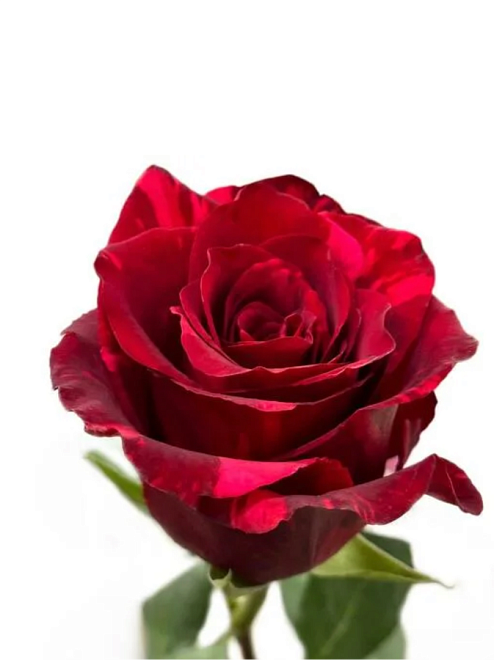 Роза Axel Red Panther дл.60 25шт