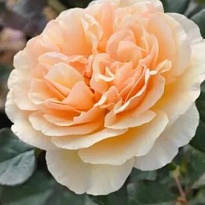 Роза Жорди Рока парковая Кулинарная /Цв.Кор