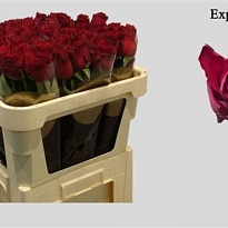 Роза Explorer дл.70 10шт