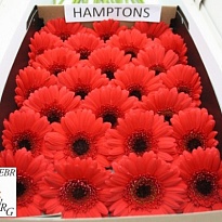 Гербера Hamptons 25шт