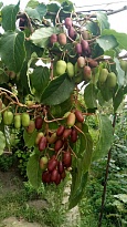 Актинидия (Actinidia) аргута Кенс Рэд d9 h50-60 18шт