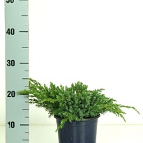 Можжевельник (Juniperus) чешуйчатый Блю Карпет (KV) d15 h25-30 6шт