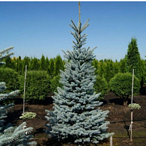 Ель (Picea) колючая Омега 5л h60-60 1шт