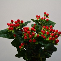 Гиперикум Magical Triumph 5 шт