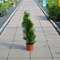Туя (Thuja) западная Смарагд d17 h60-70 1шт