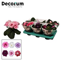 Синнингия Соната микс d13 h20 6шт