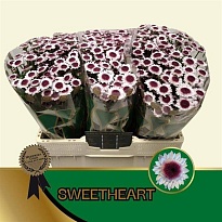 Хризантема сантини Sweetheart 25шт