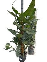 Филодендрон Сквамиферум моспол d21 h100 1шт