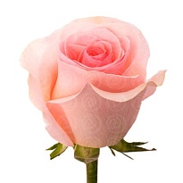 Роза Equa Garden Novia дл.50 25шт