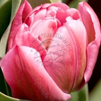 Тюльпан Do Queen Of Marvel 10шт