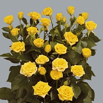 Роза кустовая Yellow Babe дл.50 10шт