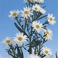 Астер Casablanca 5шт