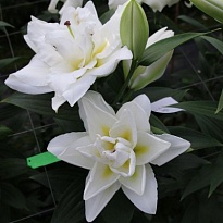 Лилия dbl Blizzard 3+ 10шт