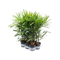 Рапис Экселза d12 h55 1шт