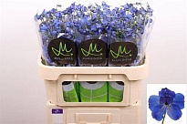 Дельфиниум bella Andes Azure 10шт