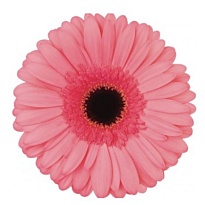 Гербера (Ц) aqua Alcantara 10шт