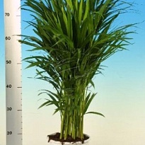 Арека d17 h100 6шт