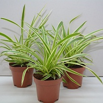 Хлорофитум Вариегатум d9 h15 18шт