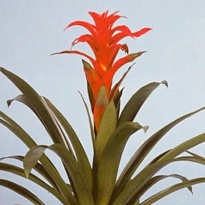 Гузмания Калипсо d14 h40 8шт