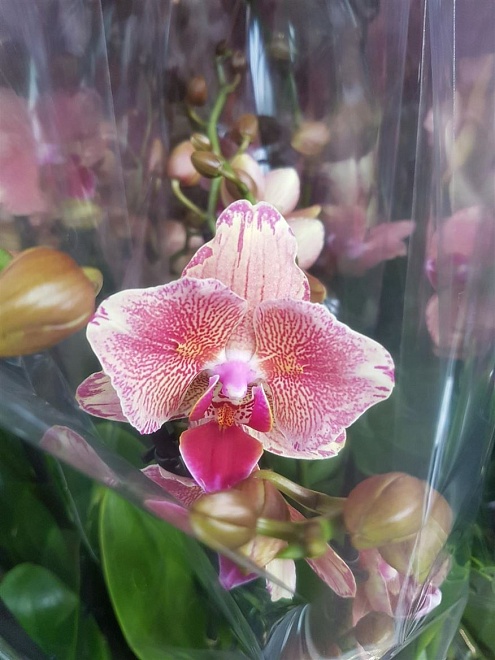 Орхидея Фален. Пират Пикоти Пилорик 2 ст d12 h50 6шт