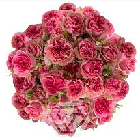 Роза куст. Tessa Flow Pink дл.50 10шт