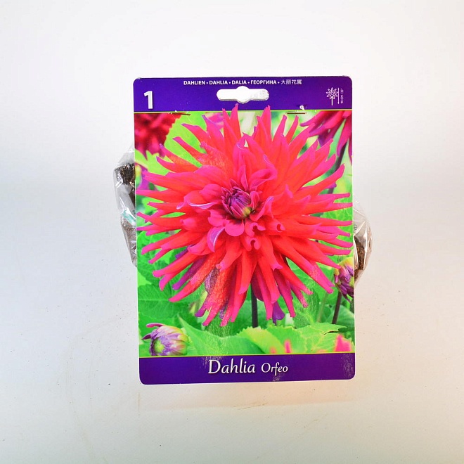 Георгина Орфео кактус. 1шт*