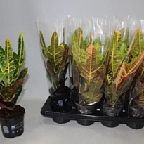 Кодиеум Экселент d13 h30 8шт