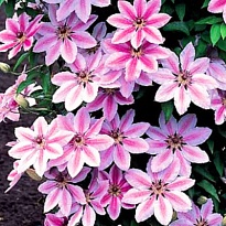 Клематис (Clematis) Нелли Мозер d9 10шт