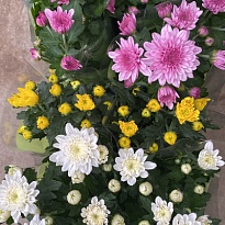 Хризантема микс (NW) d10 10шт