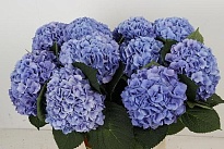 Гортензия Hilde Moorhof дл.80 d24 1шт