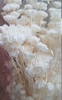 Ахилеа Bleached пучок 1шт