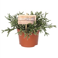 Рипсалис Пилокарпа d10 h15 10шт