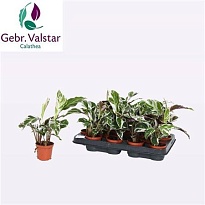 Калатея Вайт Фьюжн d7 h15 16шт