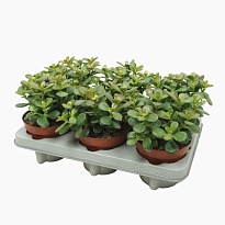 Крассула Минор d12 h20 8шт