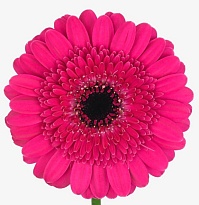 Гербера (Ц) aqua mini Boost 10шт