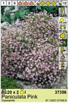 Гипсофила Паникулата Розовая 2шт*