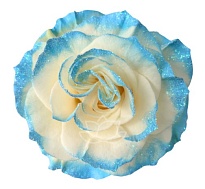 Роза крашен. Bella Роза S.a. Baby Blue Frosty дл.50 25шт